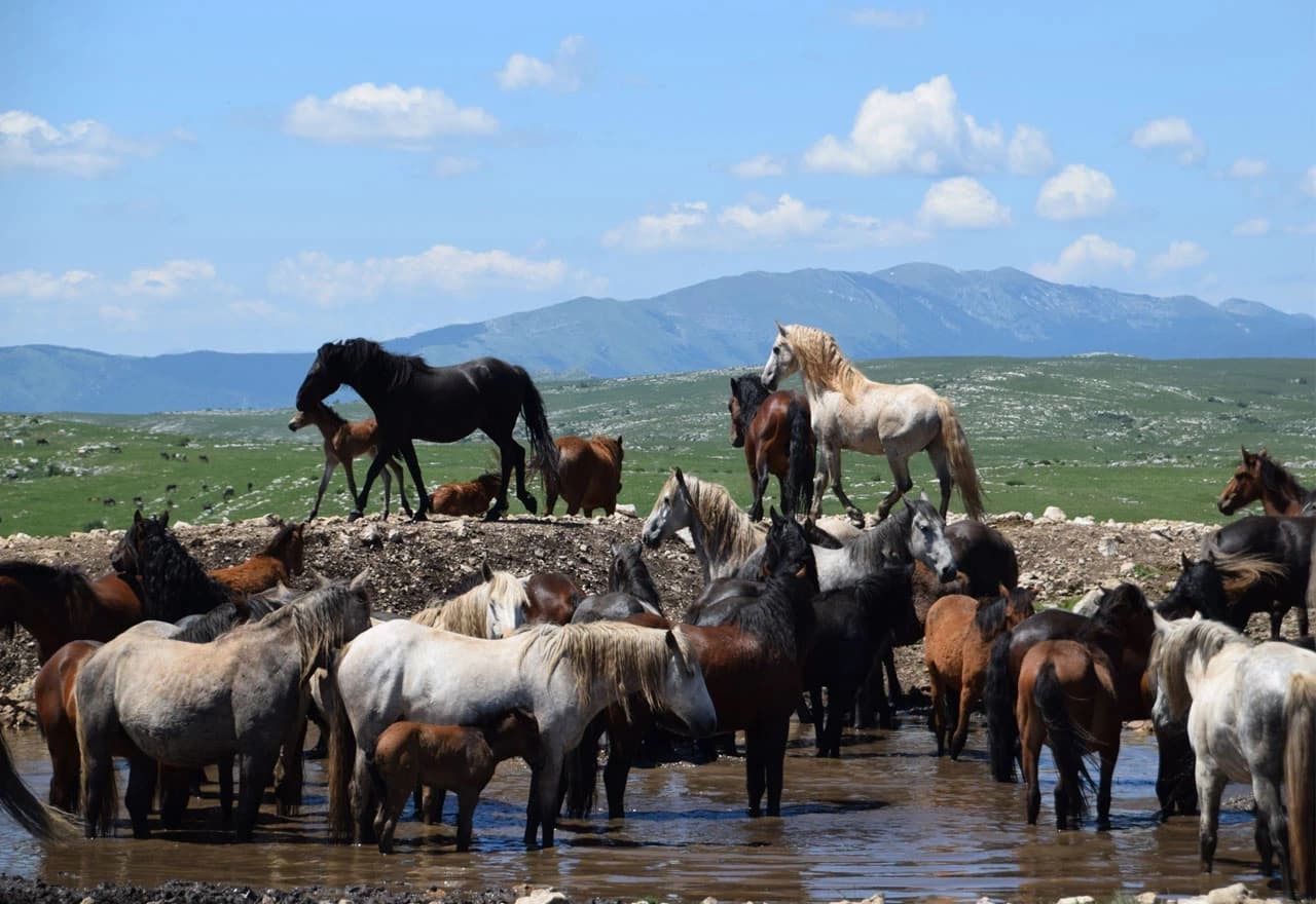 Stotine konja galopira slobodno, ali prijeti im nestanak