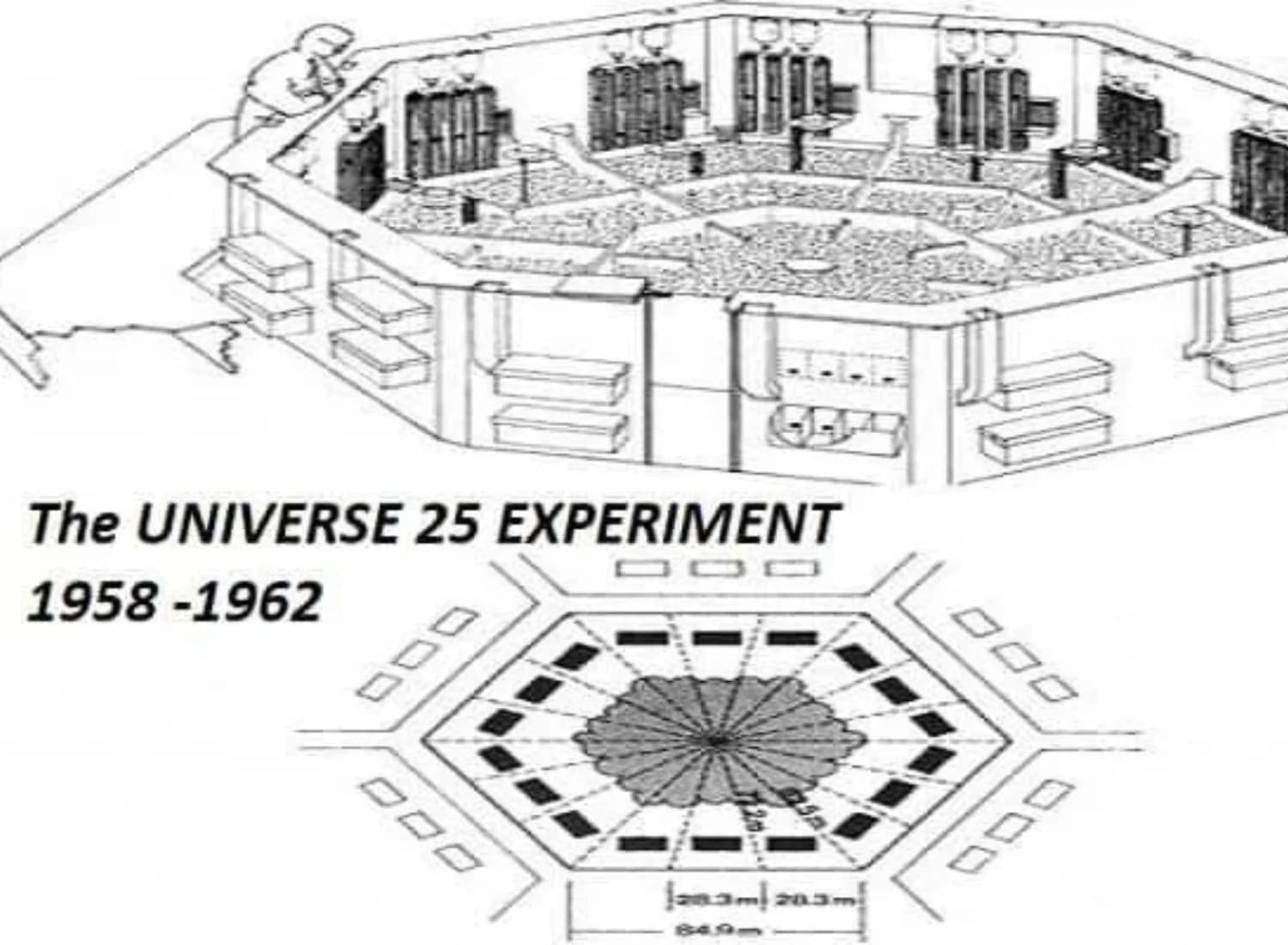 "Universe 25": Eksperiment koji nam pokazuje posljedice pretrpanih društava