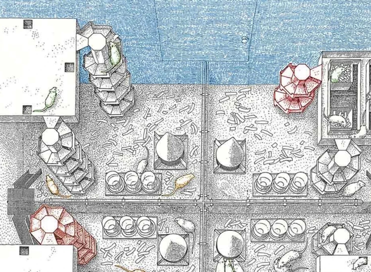 "Universe 25": Eksperiment koji nam pokazuje posljedice pretrpanih društava