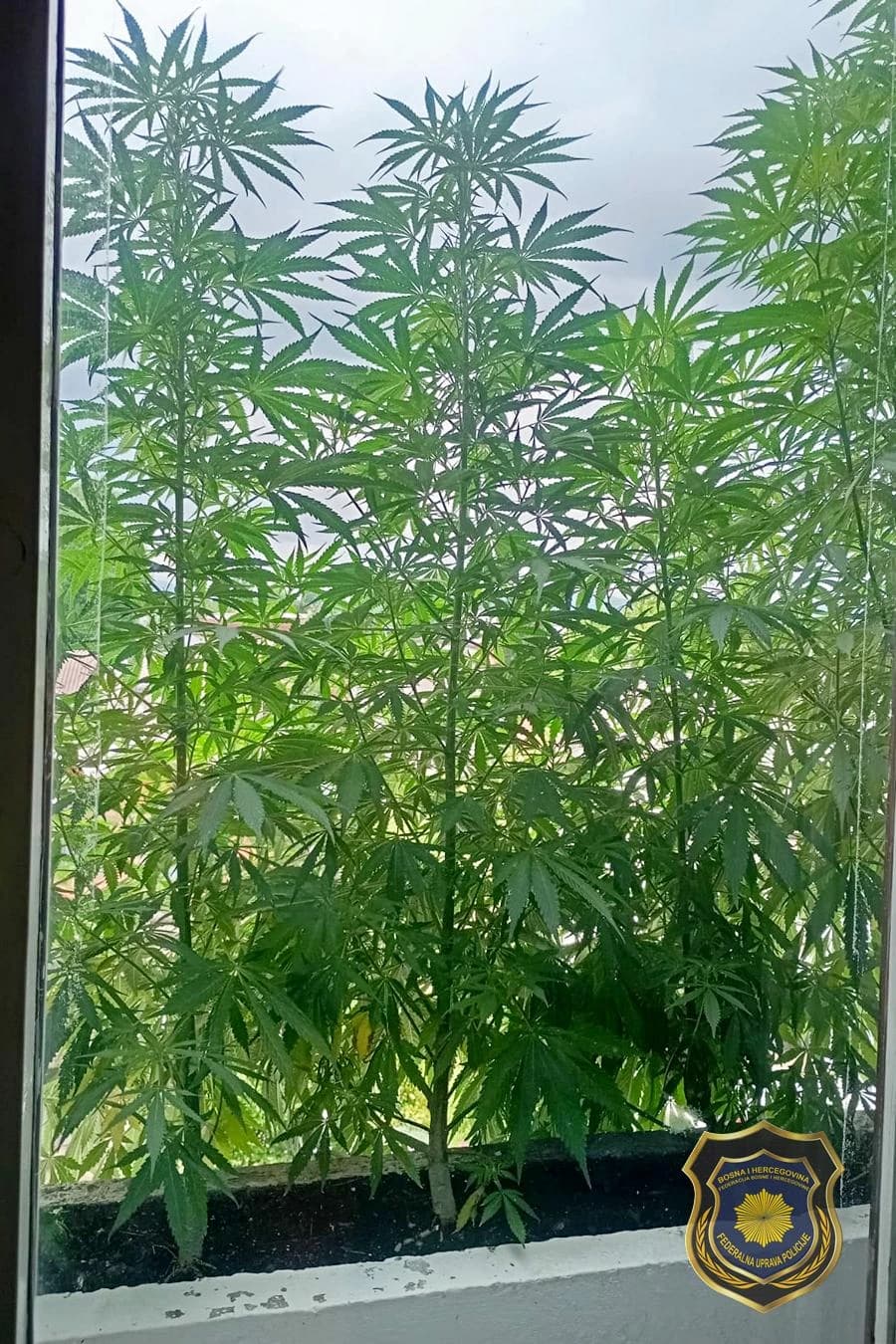 Opojna droga Cannabis sativa