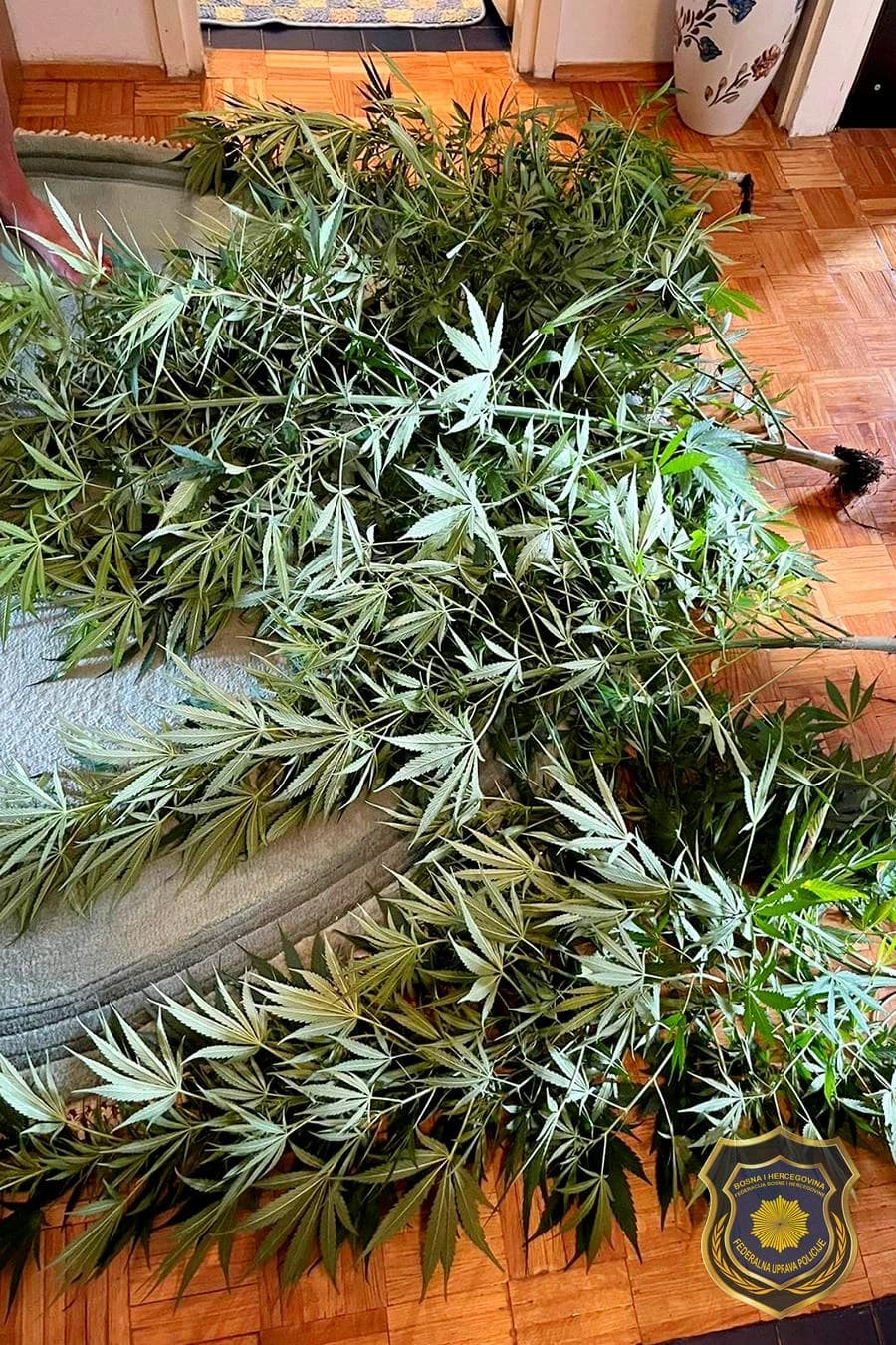 Opojna droga Cannabis sativa