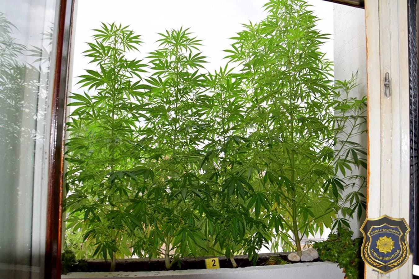 Opojna droga Cannabis sativa