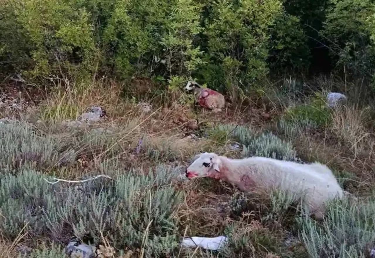 Medvjedi ubijaju stoku u Bileći