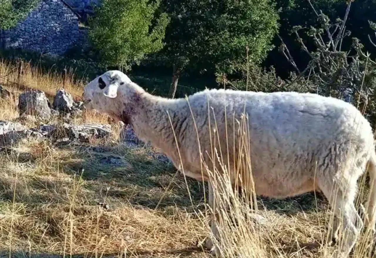 Medvjedi ubijaju stoku u Bileći