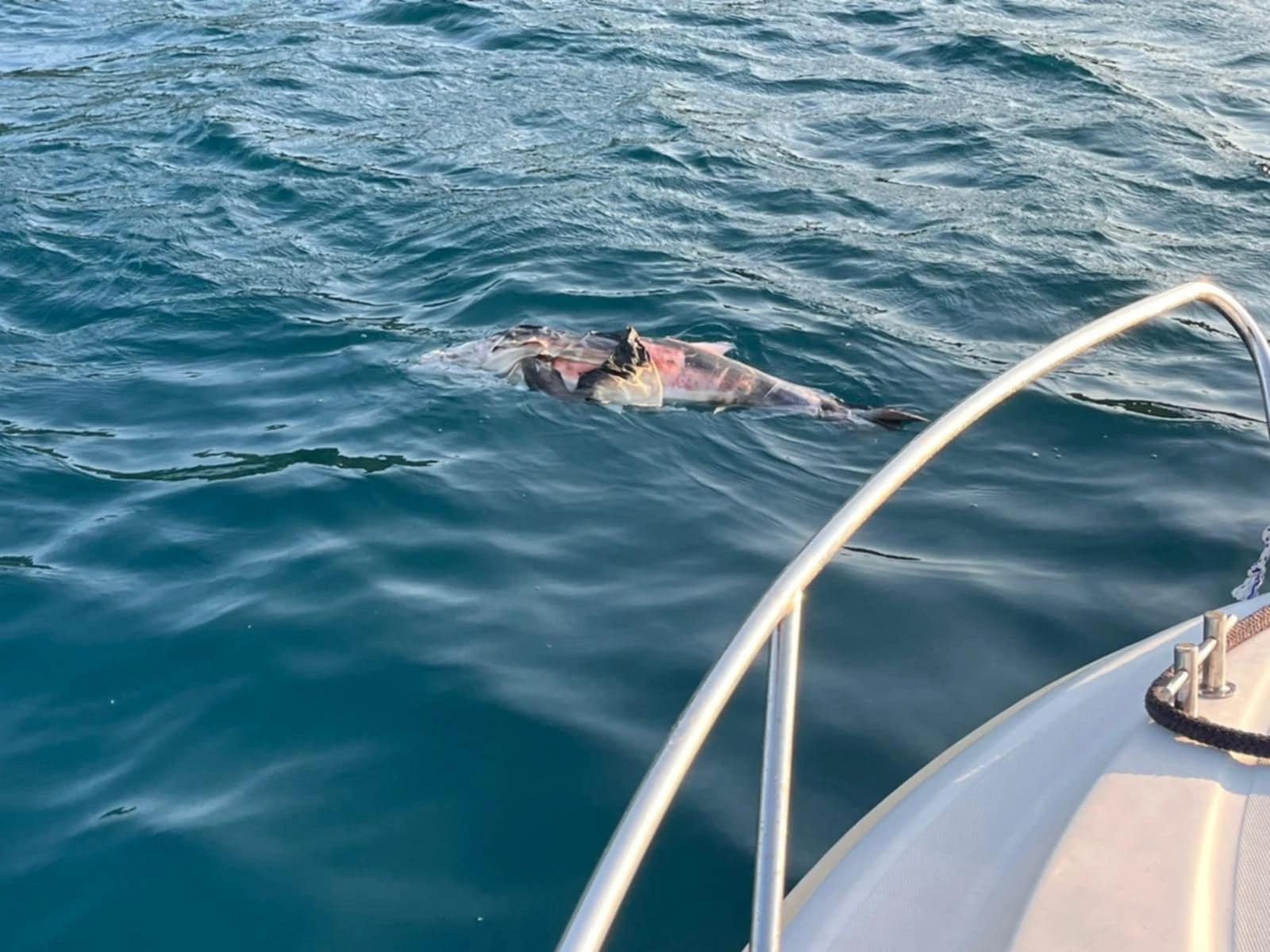 Uginuli dupin kod Neuma