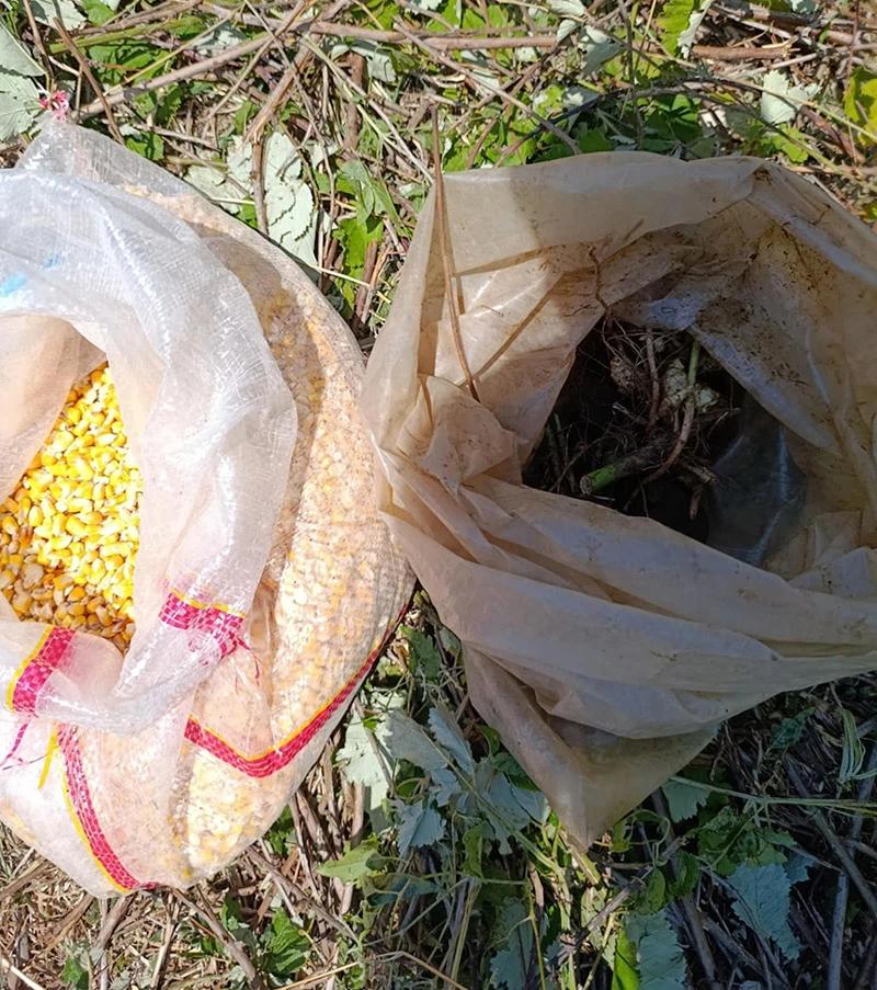 Divlji krompir ima genetske osobine otporne na bolesti i sušu