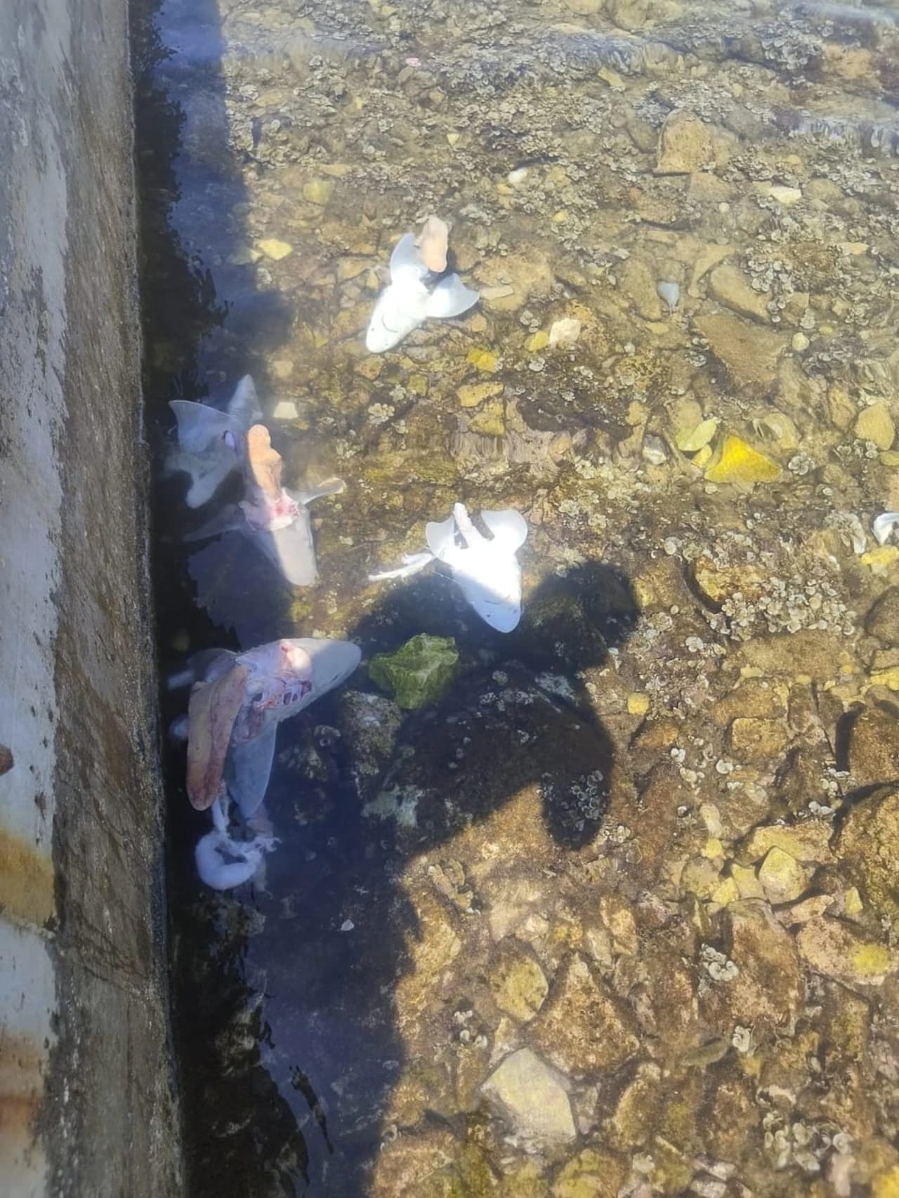 Glave plutaju u plićaku