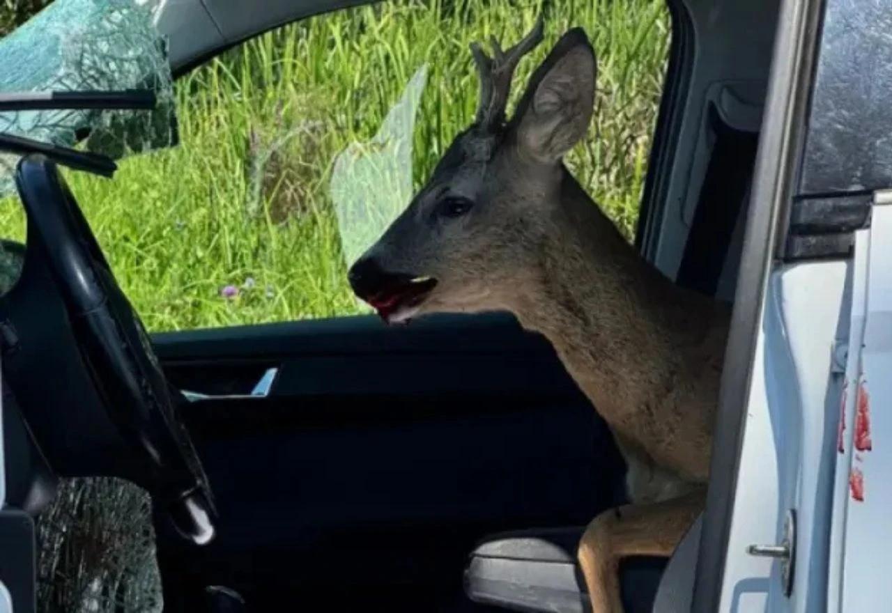 Nesvakidašnja prometna nesreća