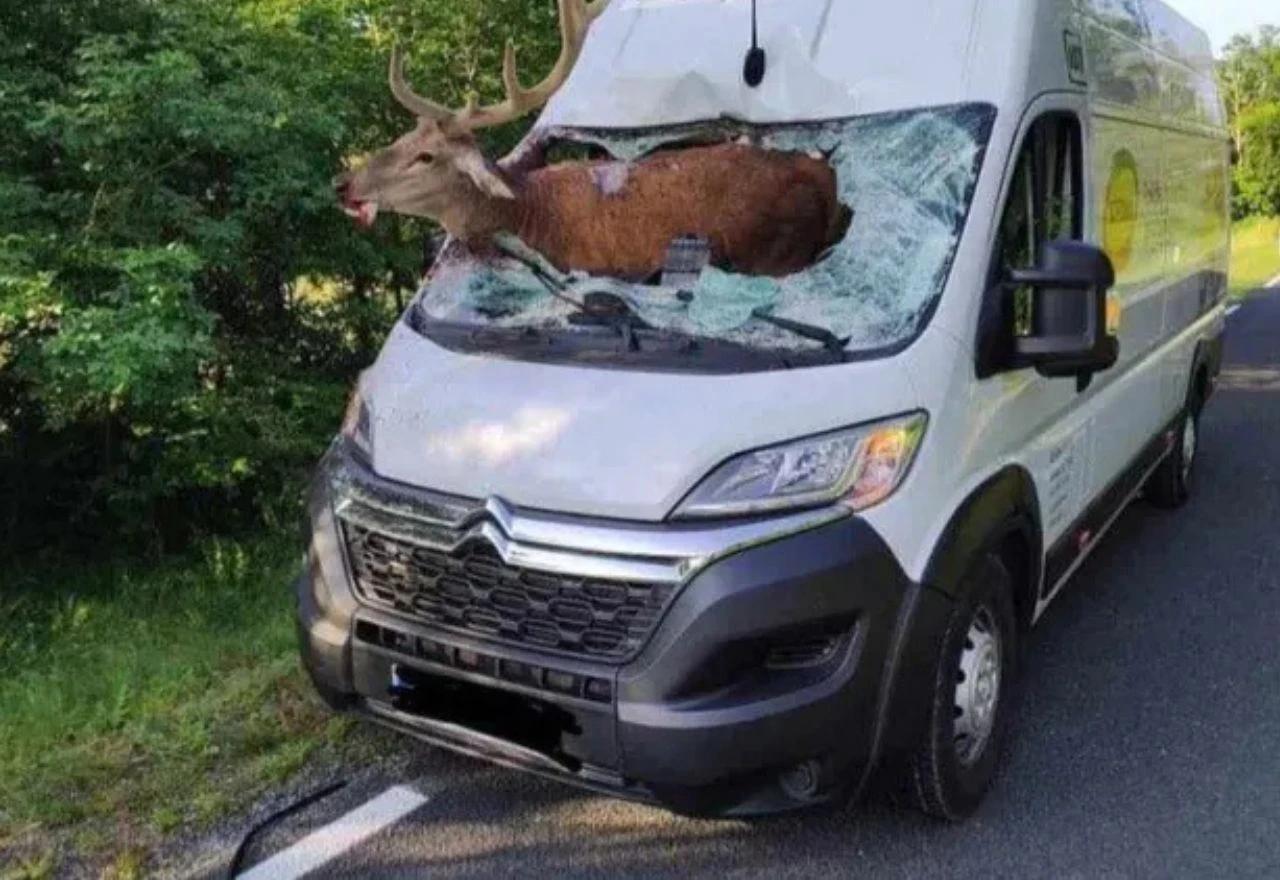 Slična scena dogodila se prošlog kolovoza u Sloveniji.