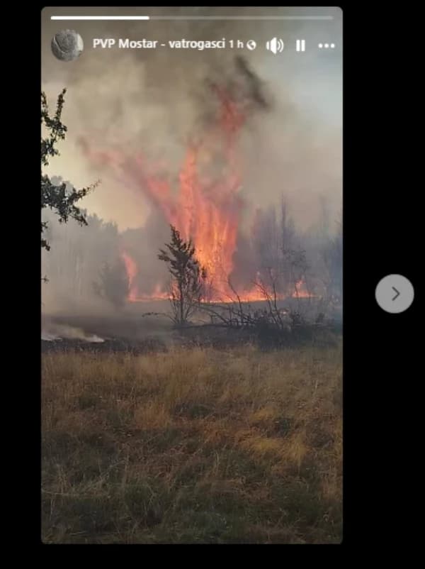 Gore trava i nisko raslinje