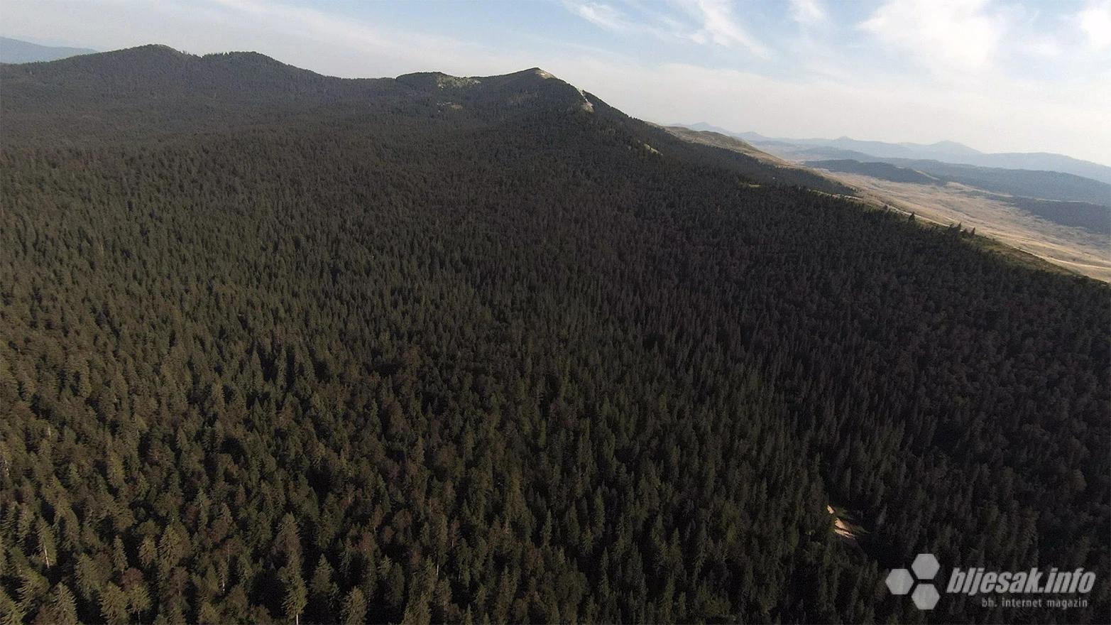 Nepregledno ''more'' šume na putu prema vrhu. I cesta je tu negdje u ovoj šumi