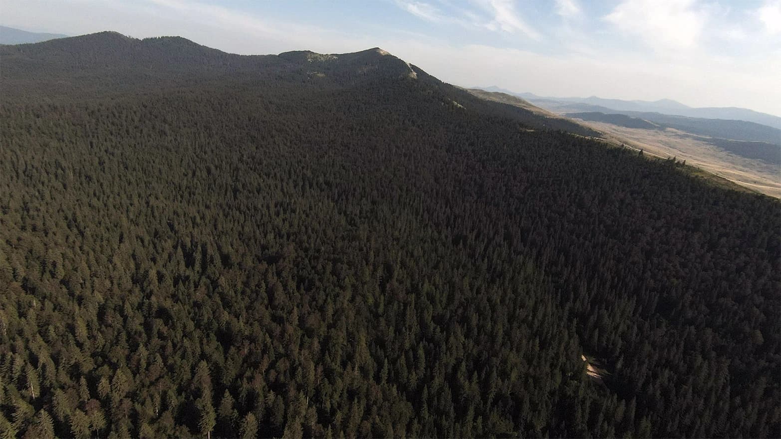 Nepregledno ''more'' šume na putu prema vrhu. I cesta je tu negdje u ovoj šumi