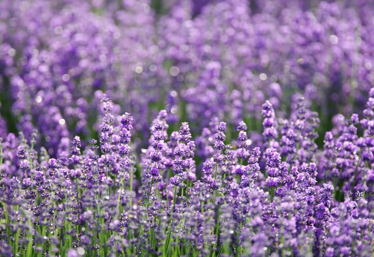 Lavanda