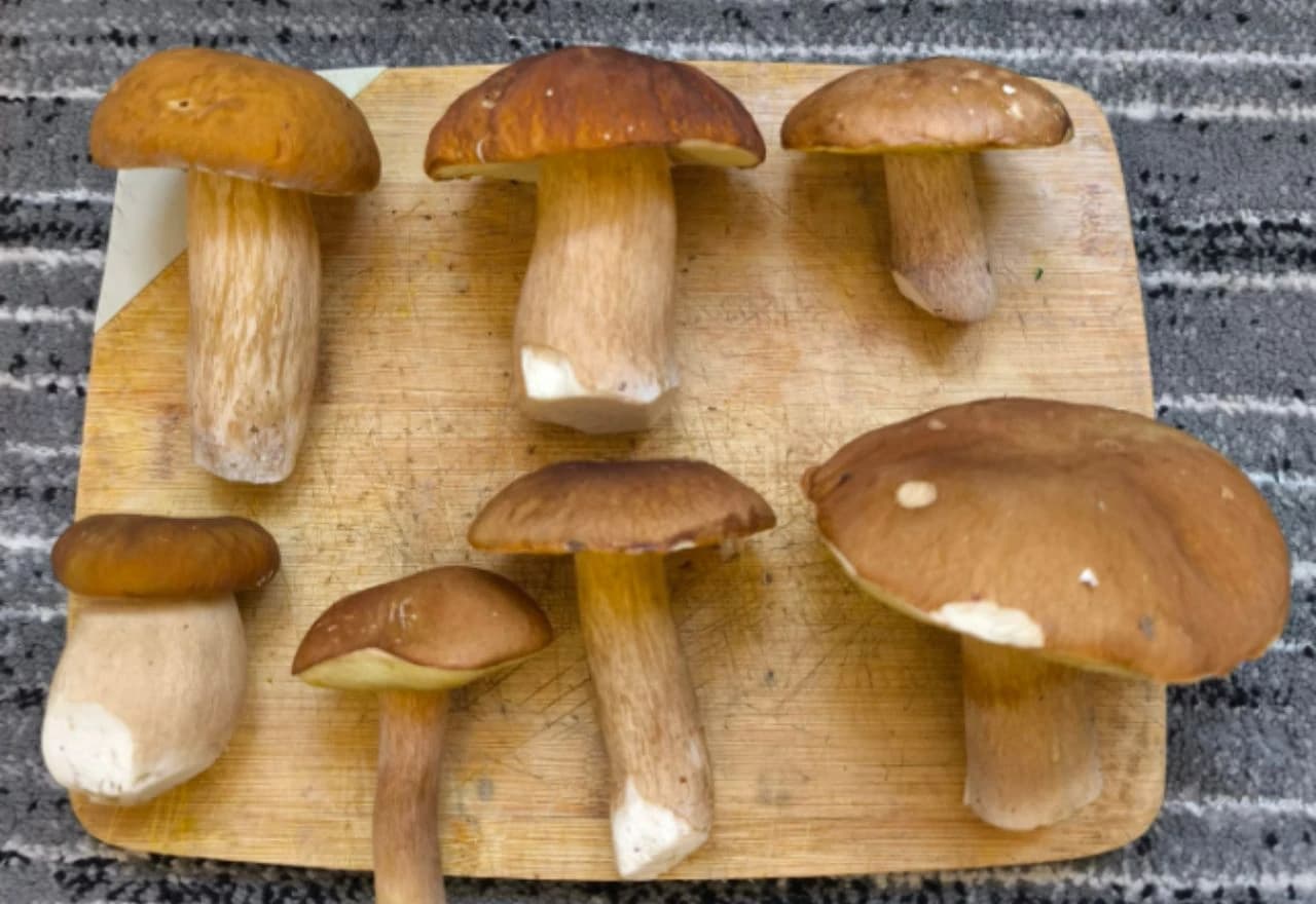 Gljivarska sezona u Jablanici