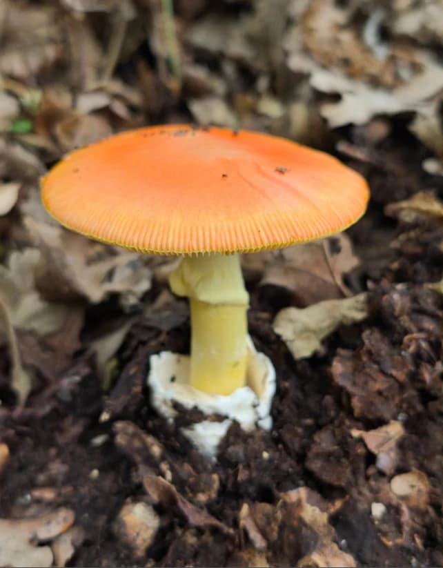 Gljivarska sezona u Jablanici