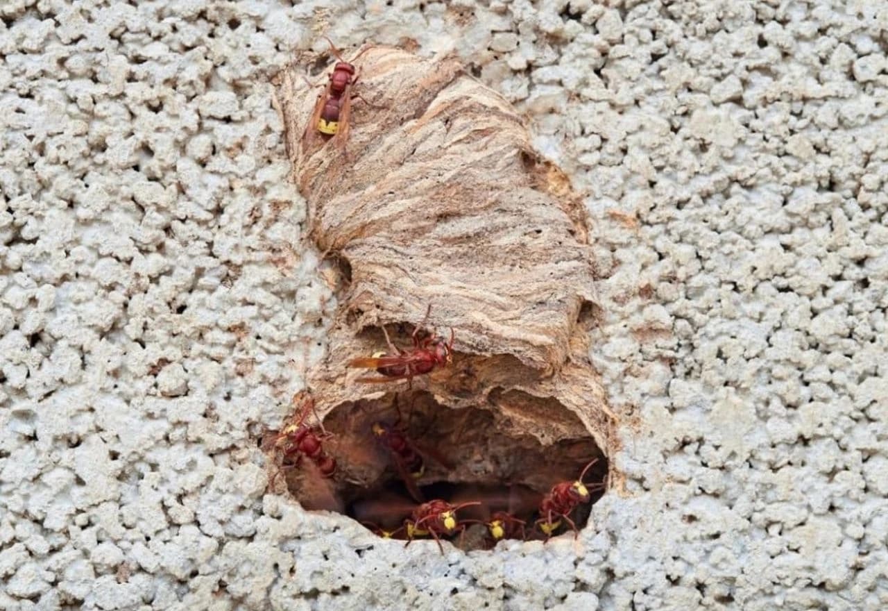 Nakon 50 godina opasni stršljen ponovno u Hrvatskoj