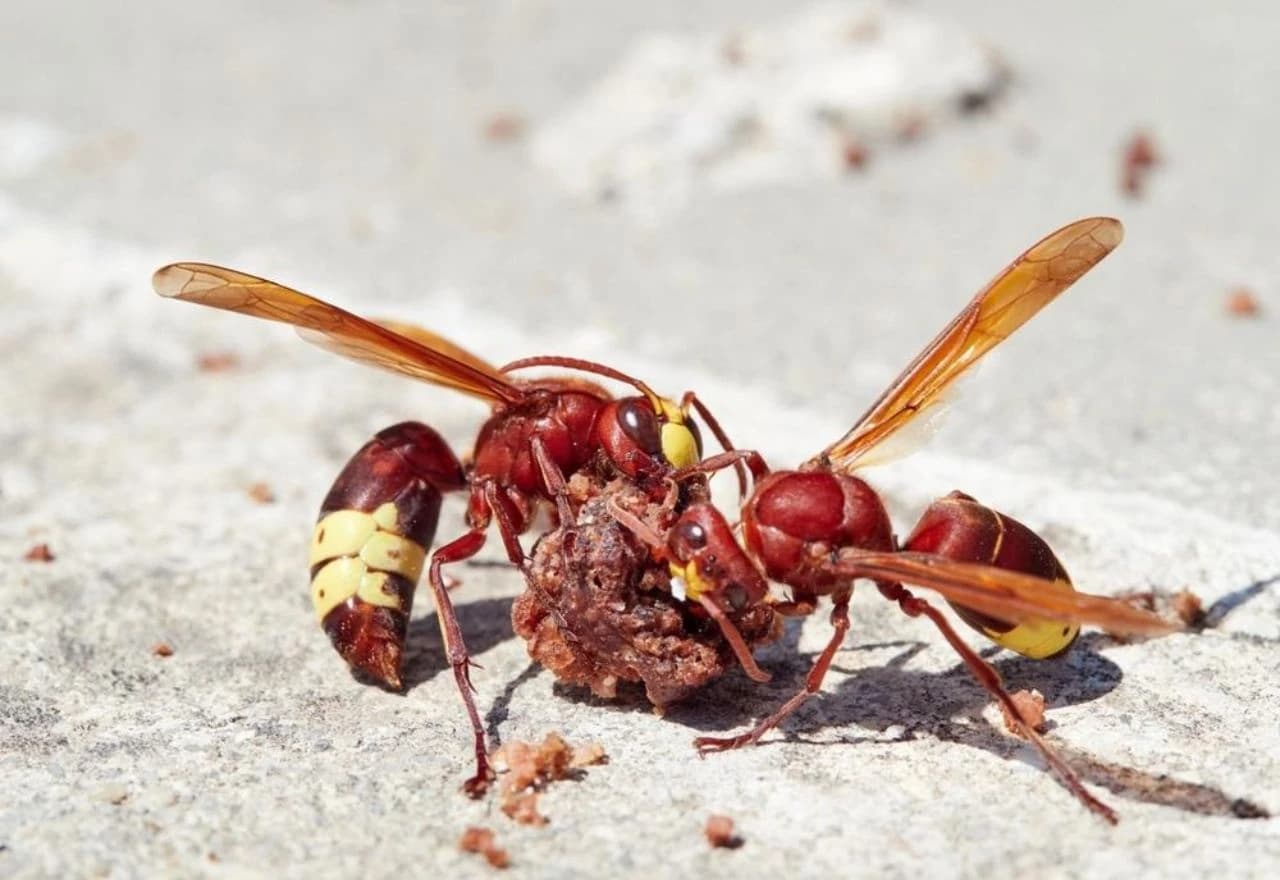 Nakon 50 godina opasni stršljen ponovno u Hrvatskoj
