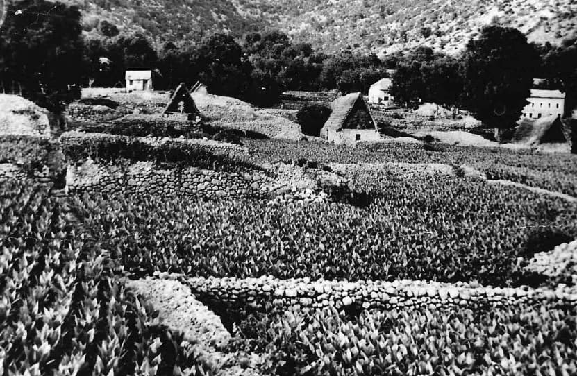 Duhan u Hercegovini 1930-ih godina