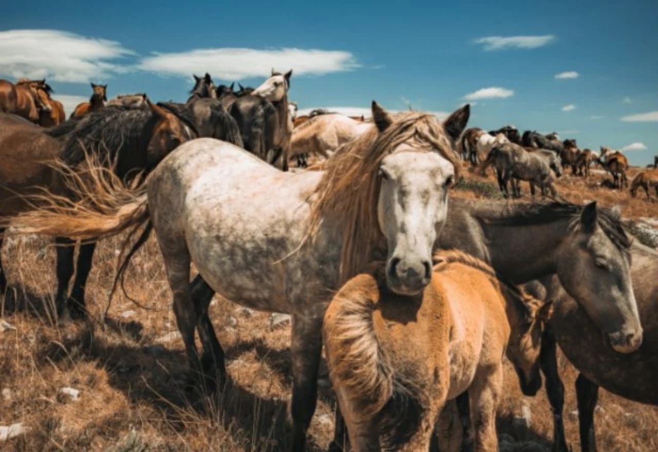 Livno sve popularnije među turistima iz EU i dijaspore