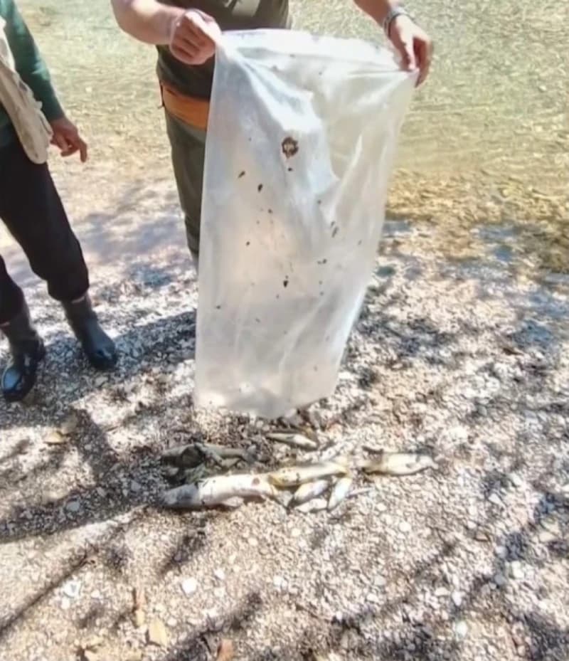 Ekološka katastrofa na Neretvi: Europski znanstvenici zahtijevaju istragu