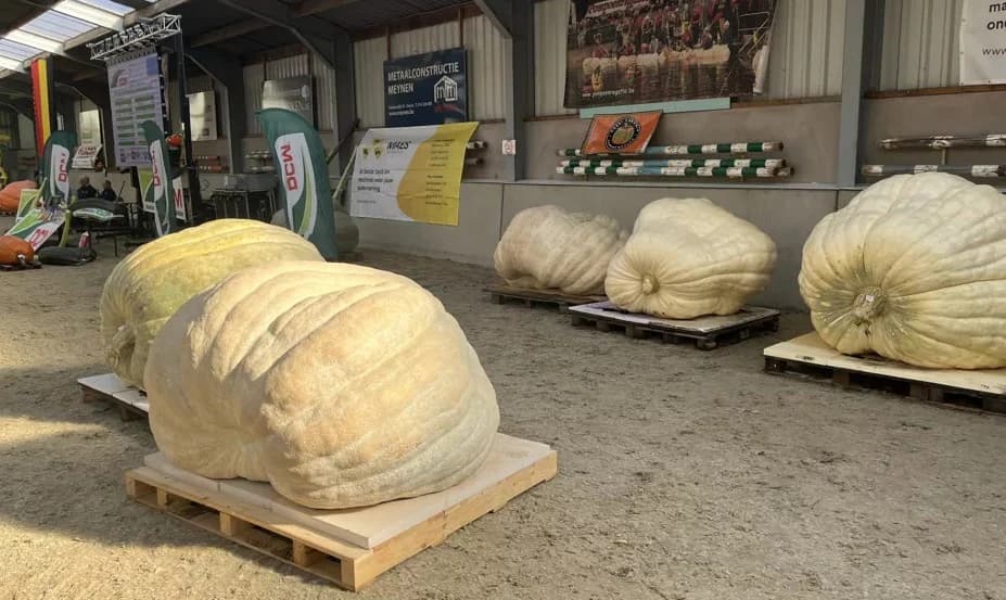 Natjecanje u uzgoju bundeva