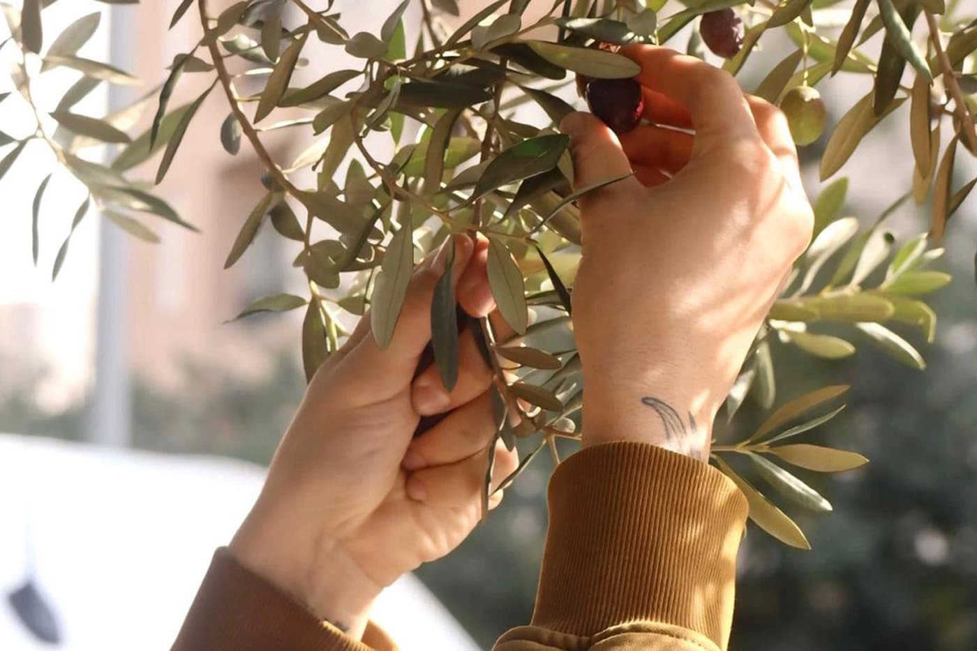 Berba maslina u Centru 2