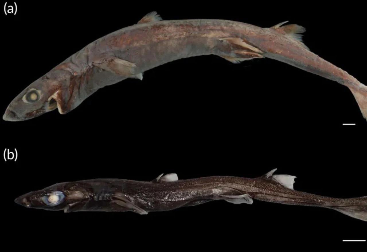 Morski pas lampionar