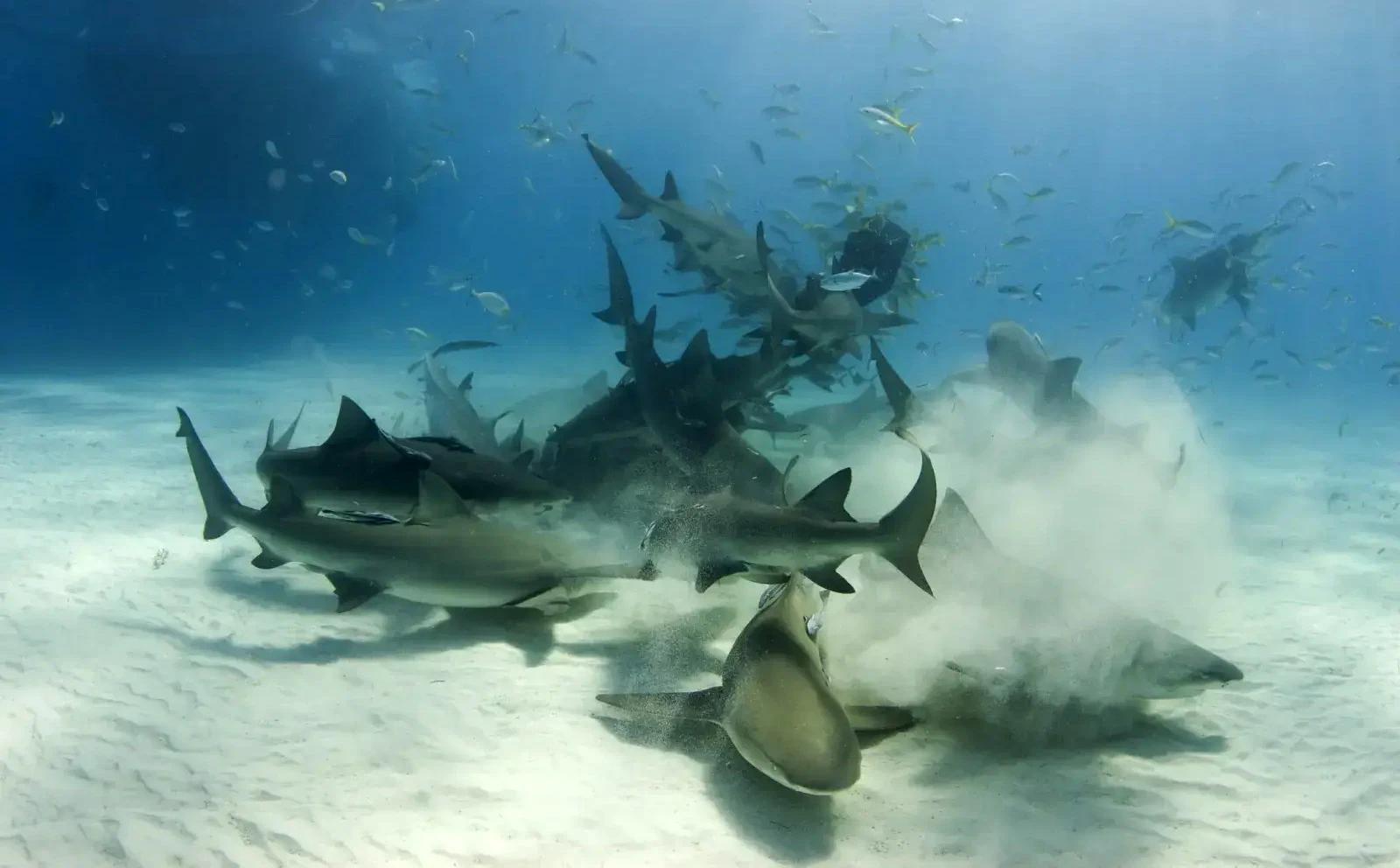 Umjetno hranjenje dovelo do tragedije: morski psi povezali ljude s hranom