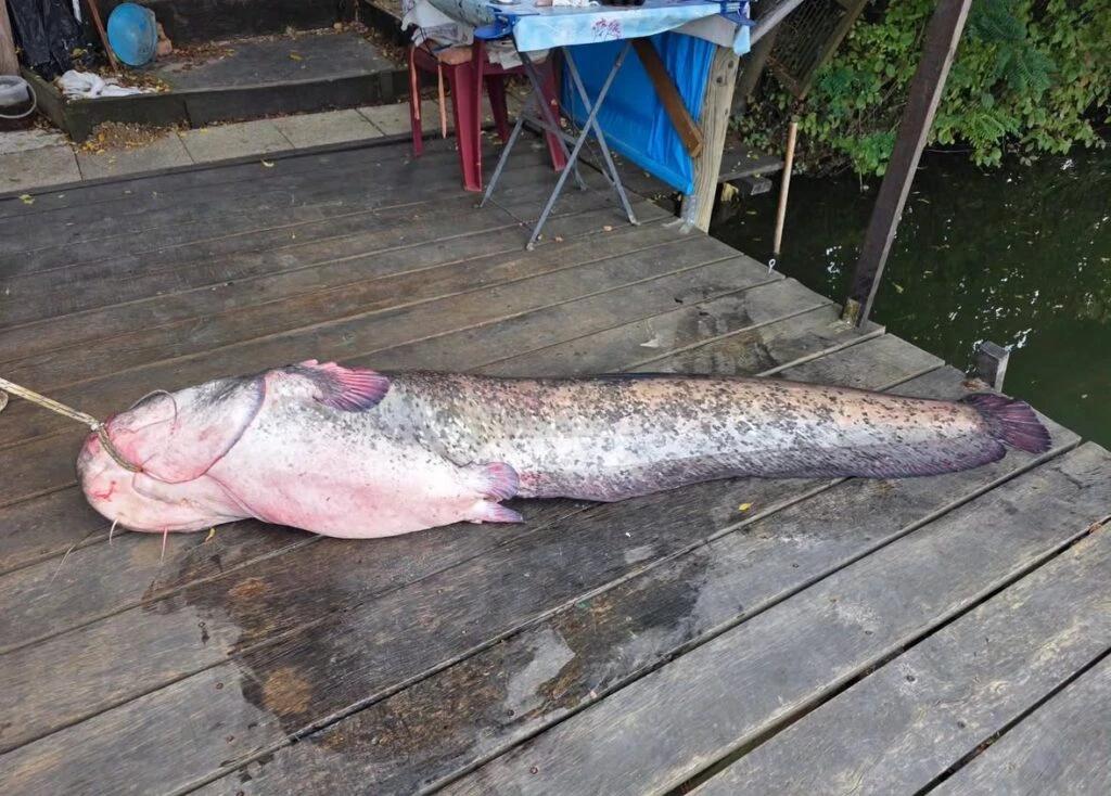 Uhvaćen som od 63 kilograma