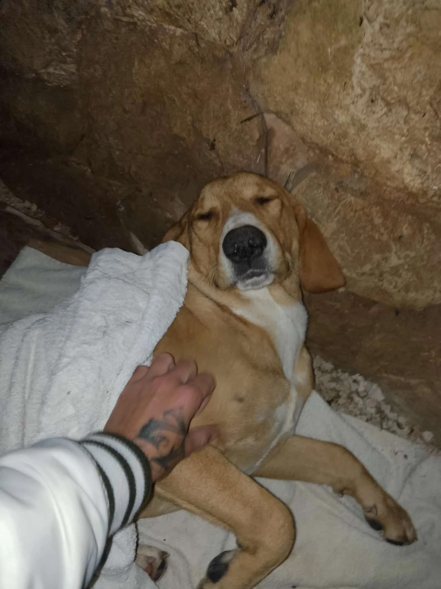 Napušteni pas u Međugorju