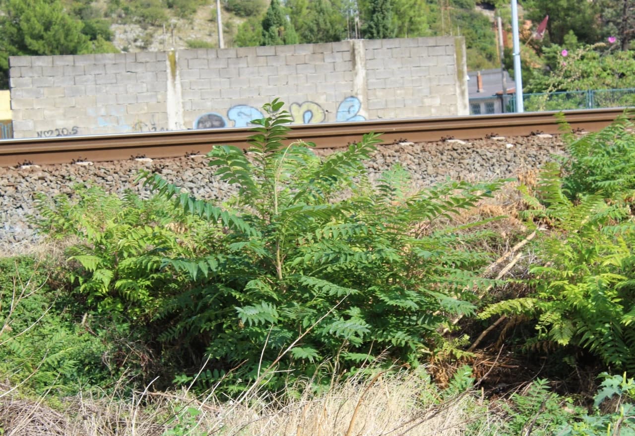 Pajasen (Ailanthus altissima (Mill.) Swingle)