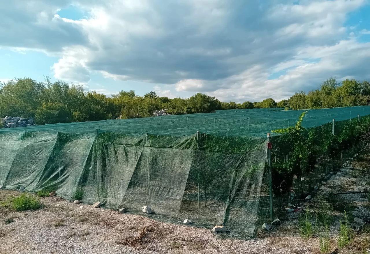 Vinogradi Radoslava Bošnjaka