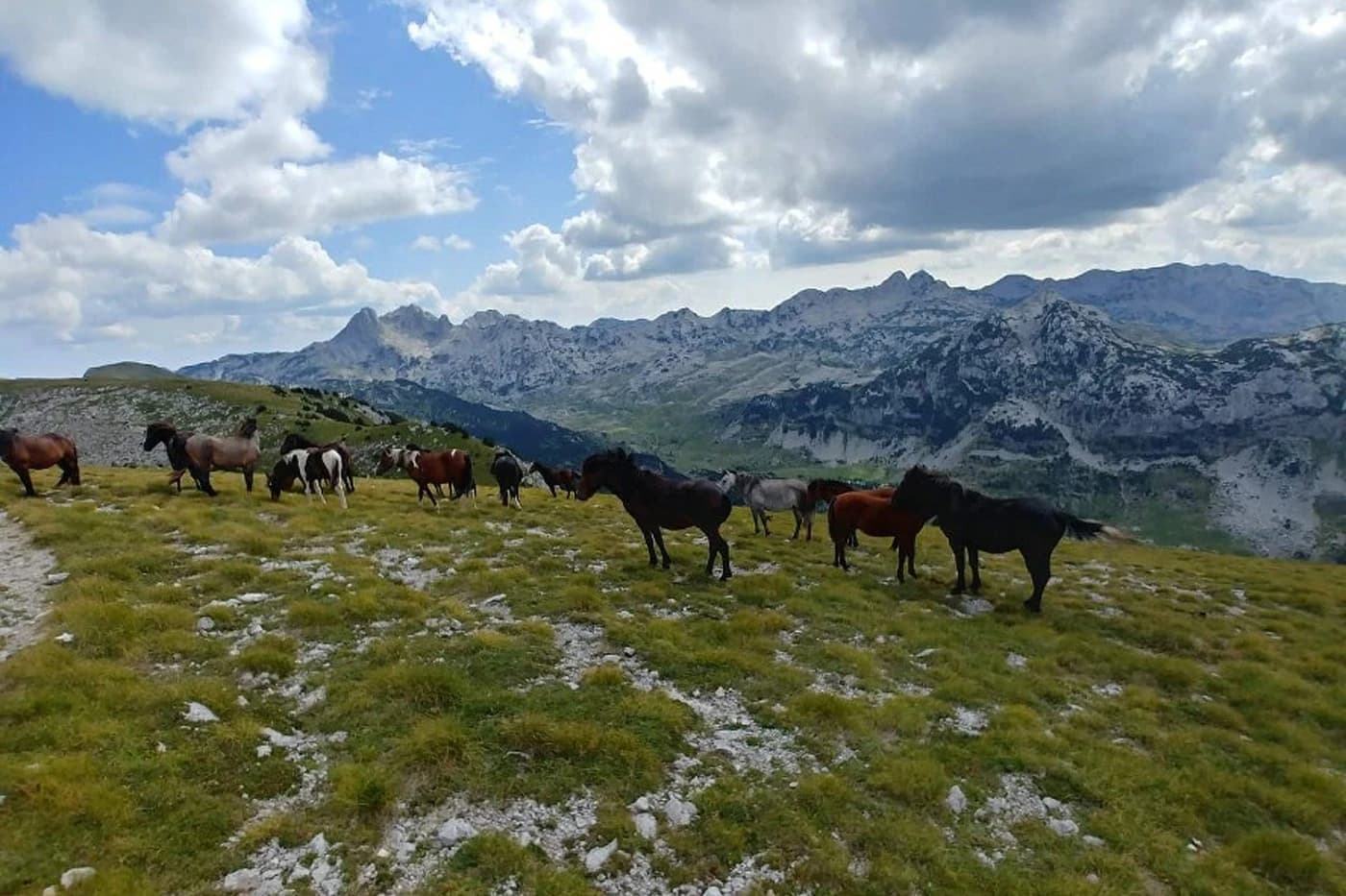 Divlji konji na prenju