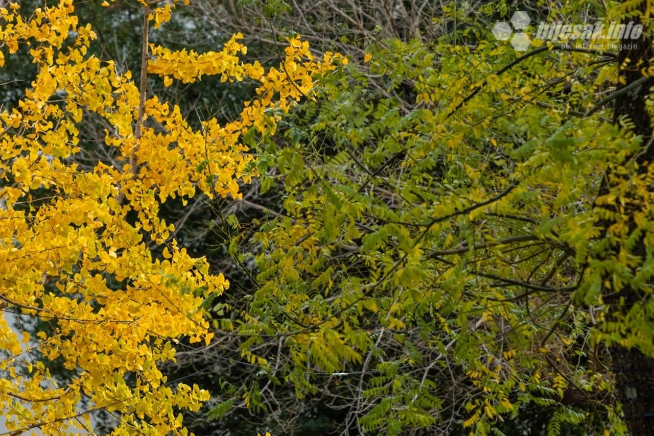 Krošnje početkom prosinca