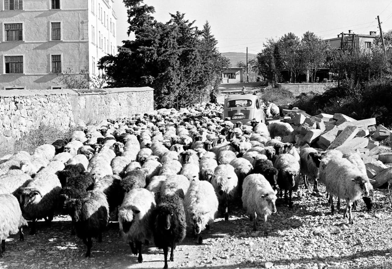 Zaboravljena stočarska slika Širokog Brijega