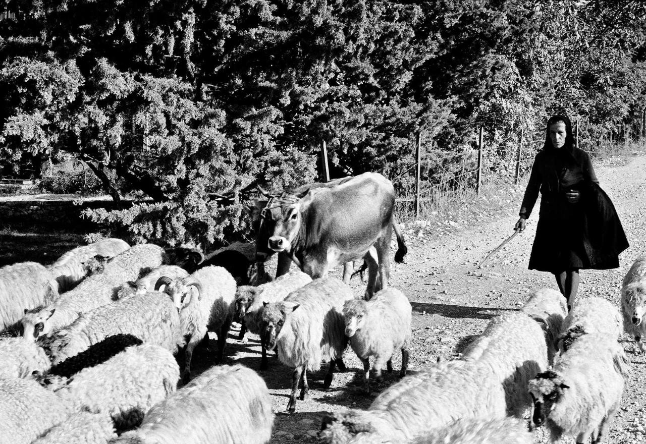 Zaboravljena stočarska slika Širokog Brijega