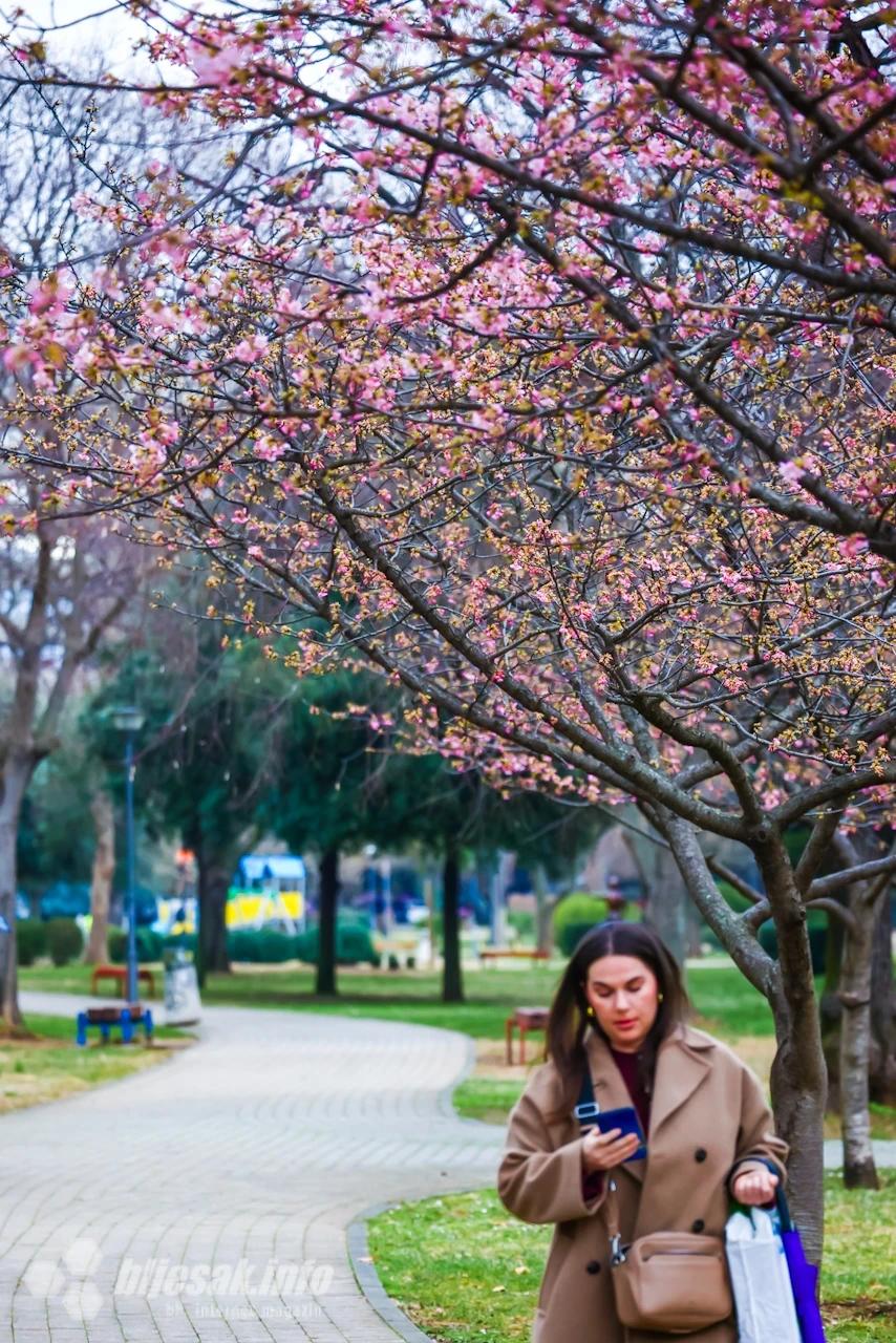 Procvjetale japanske trešnje