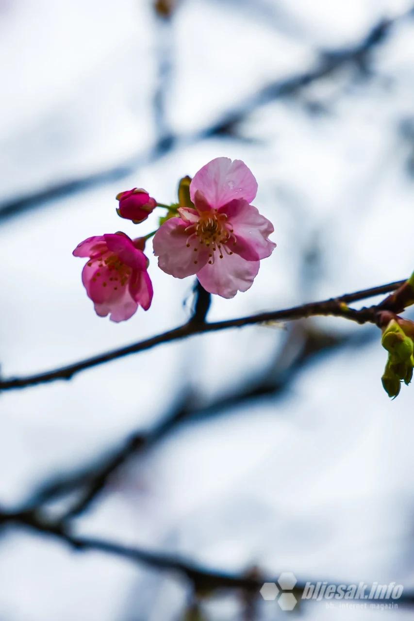 Behar japanske trešnje