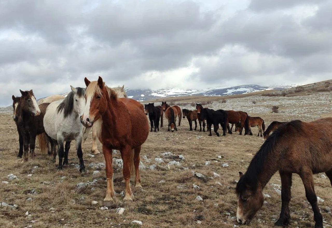 Livanjski divlji konji uskoro pod sustavnijom zaštitom