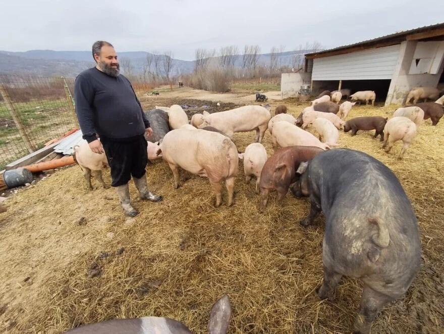 Svinje žive u pravom luksuzu