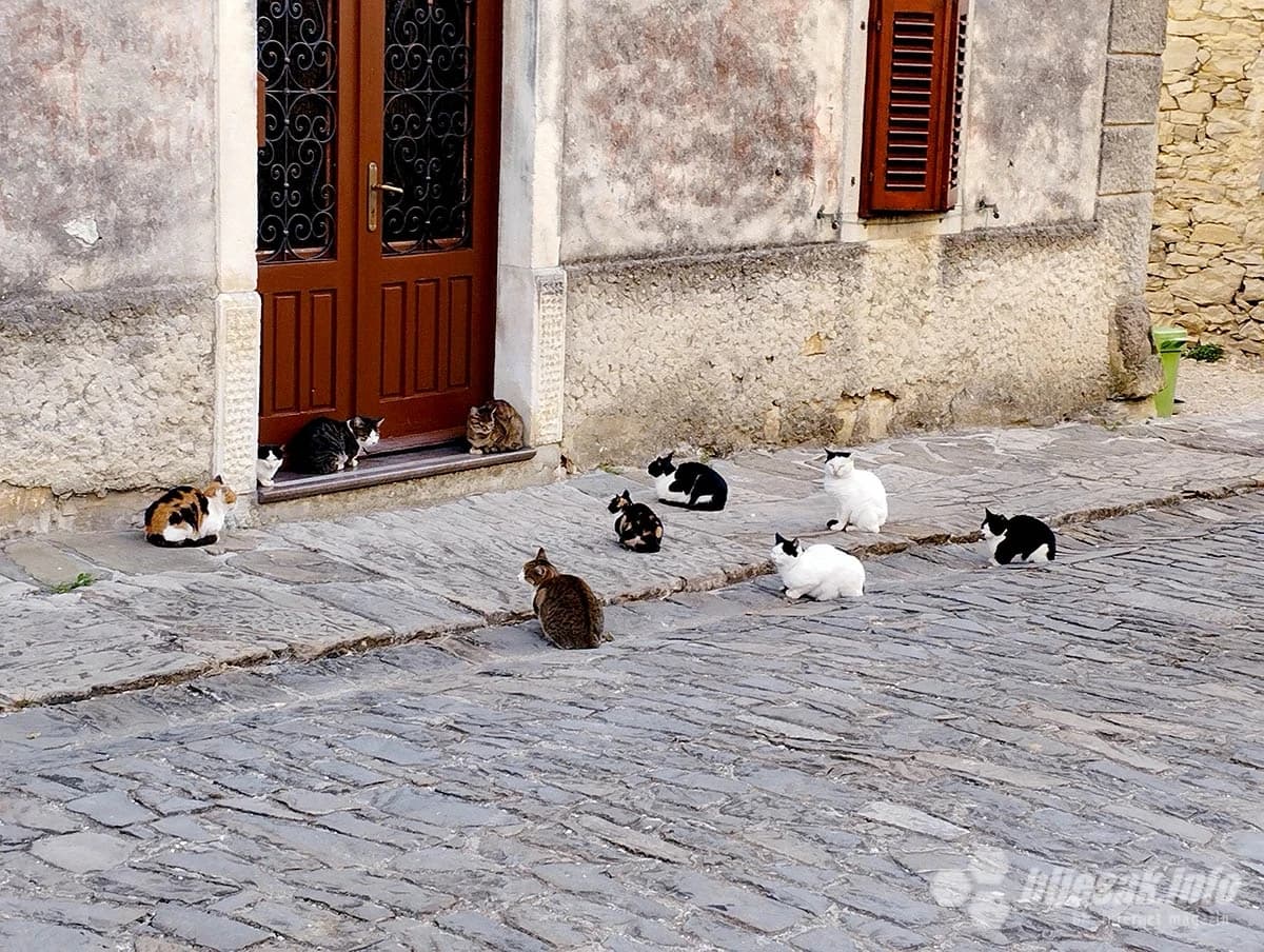 Dočekuju me samo mace