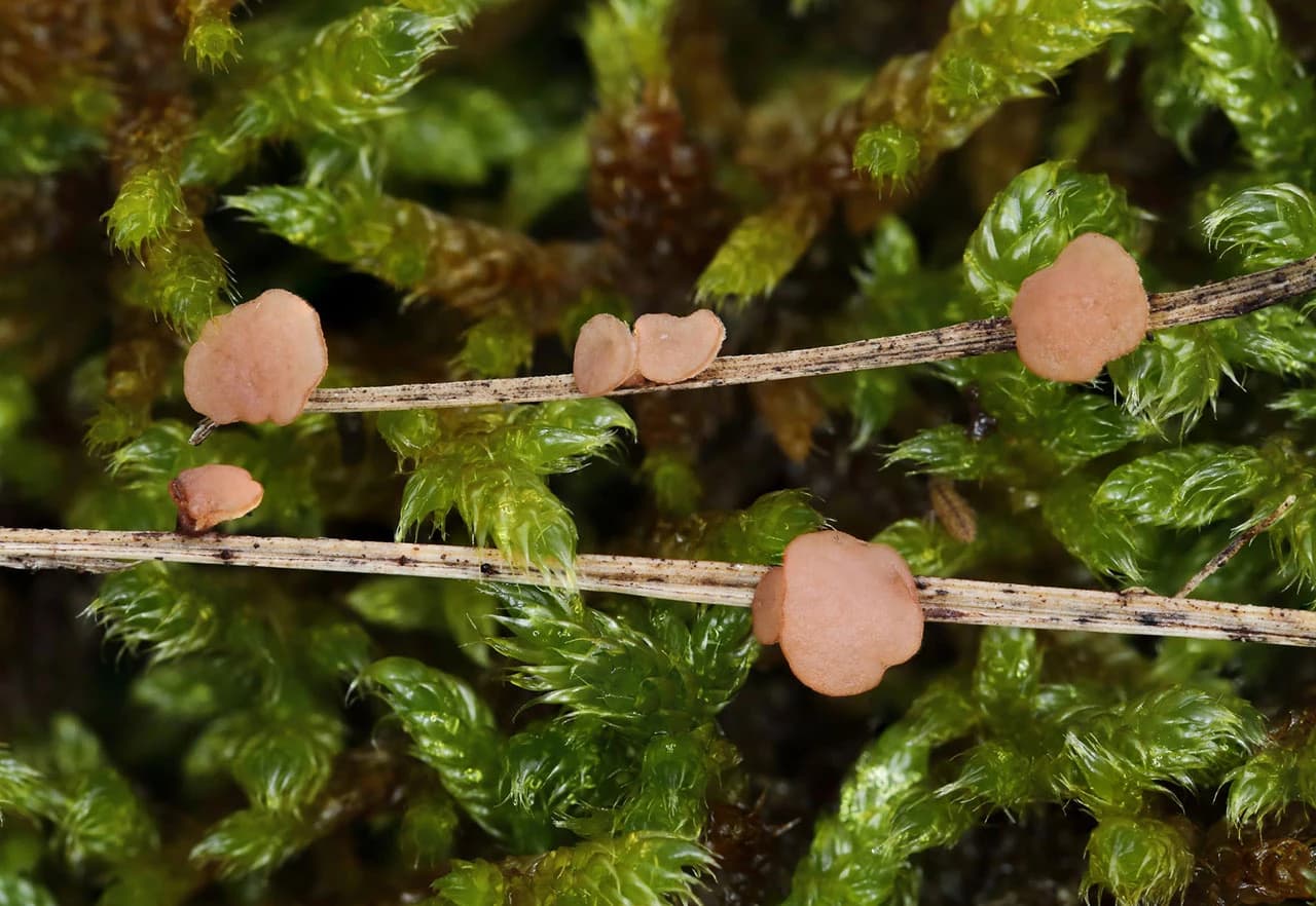 Clarireedia calopus (Fr.) Baral & Sochorová