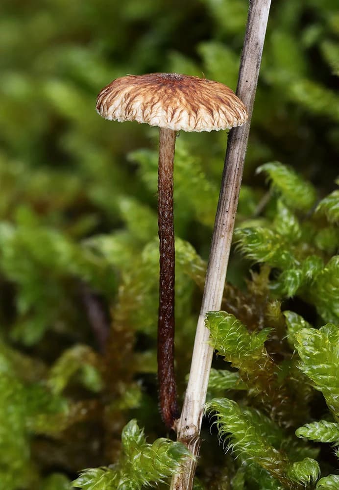 Crinipellis scabella