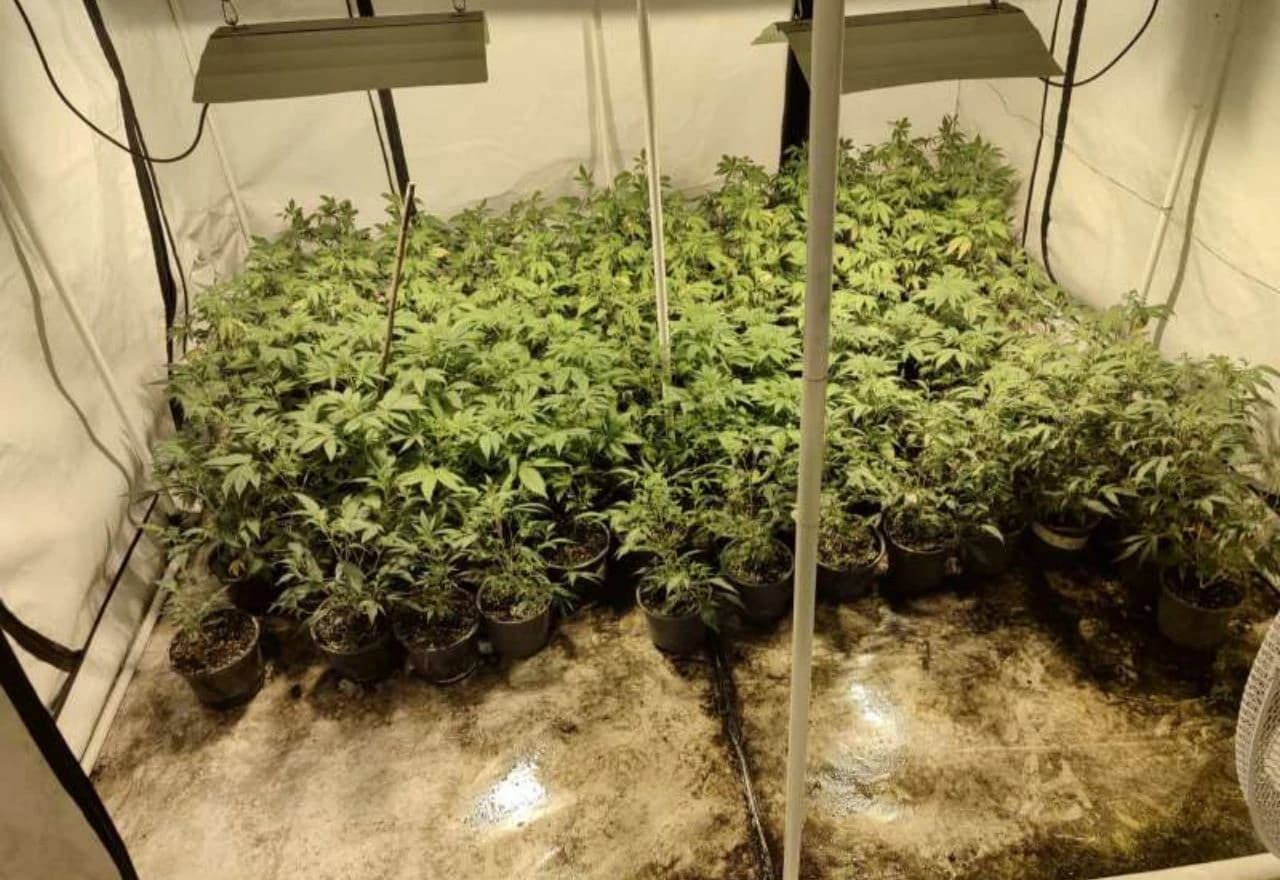 Laboratorij za uzgoj marihuane