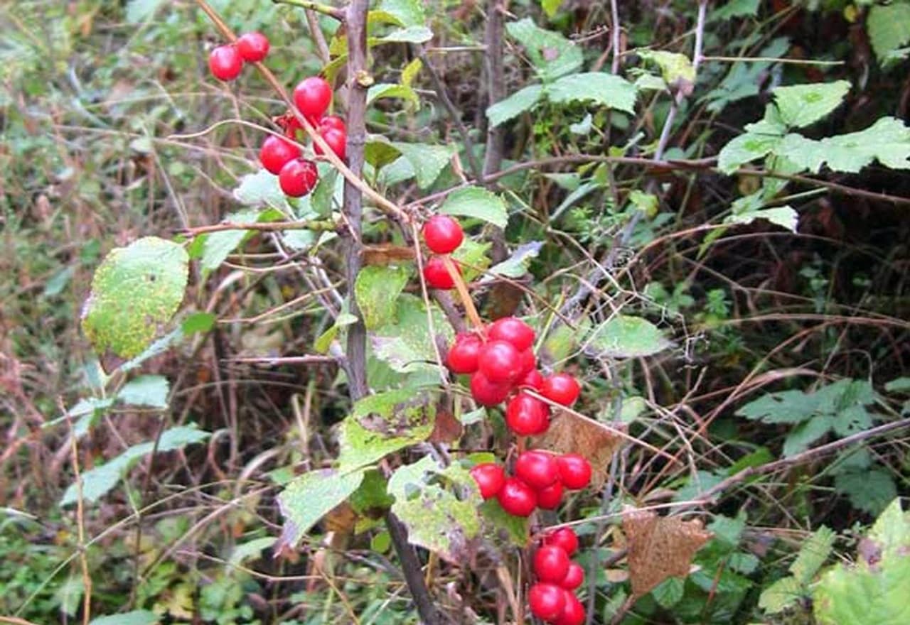 Bljušt (Tamus communis), otrovni plodovi