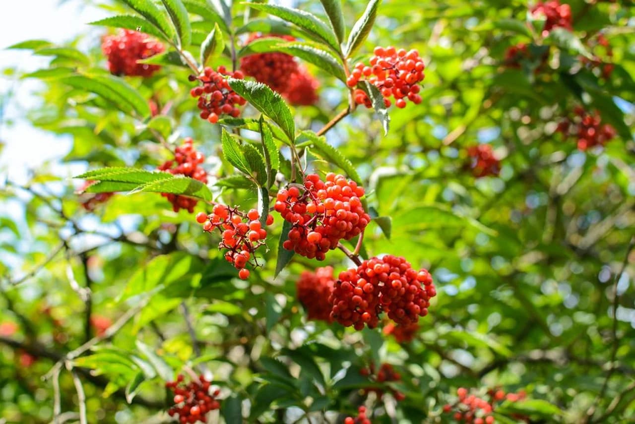 Crvena zova, Crvena bazga (Sambucus racemosa)