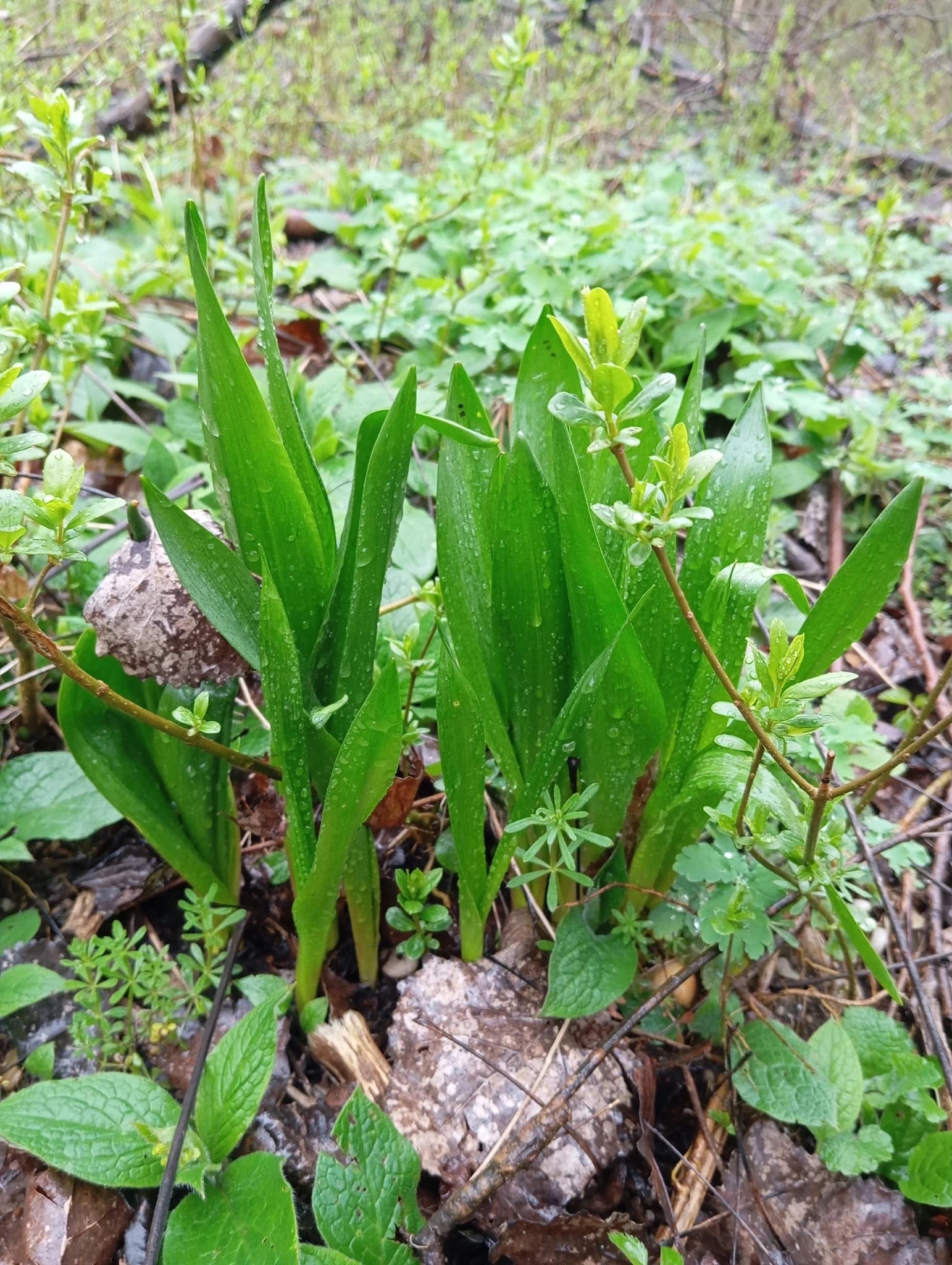 Mrazovac (Colchicum autumnale L.)