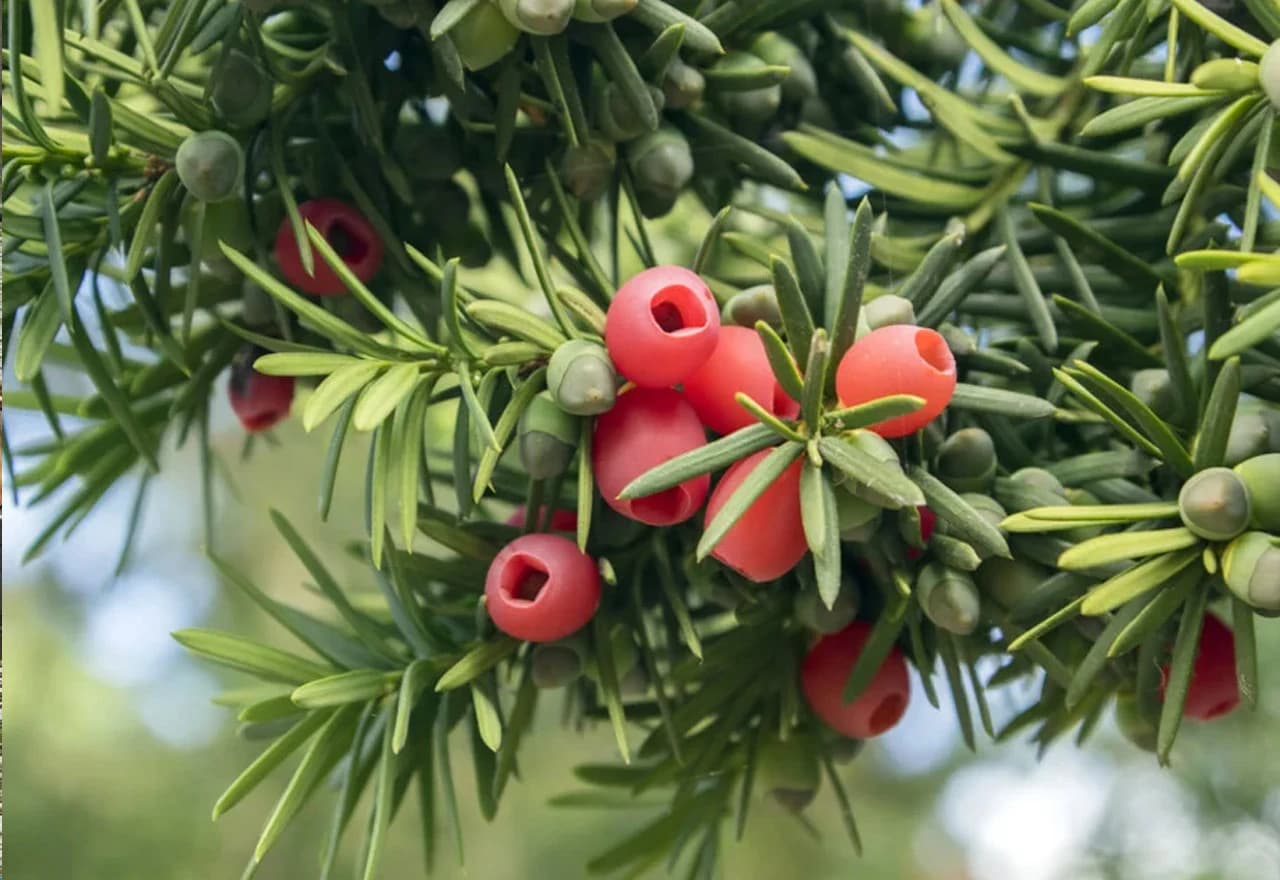 Tisa (Taxus baccata)