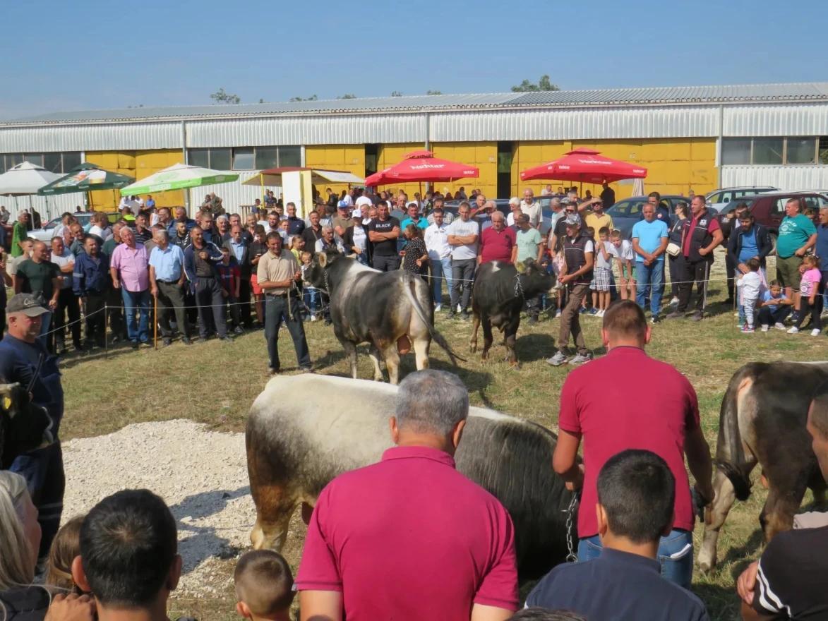 48. Regionalna stočna izložba priplodnih grla goveda, ovaca, konja u Gacku