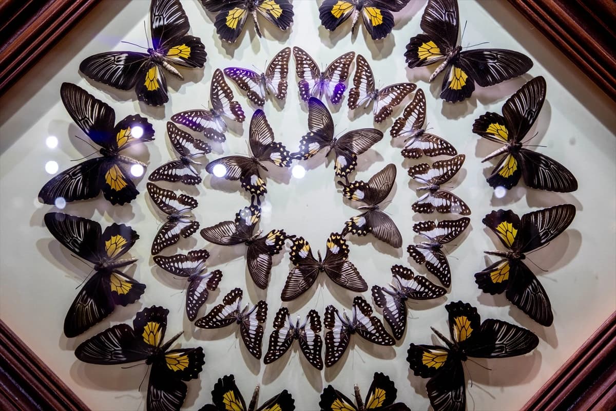 Oko 15.000 leptira u Dubaiju